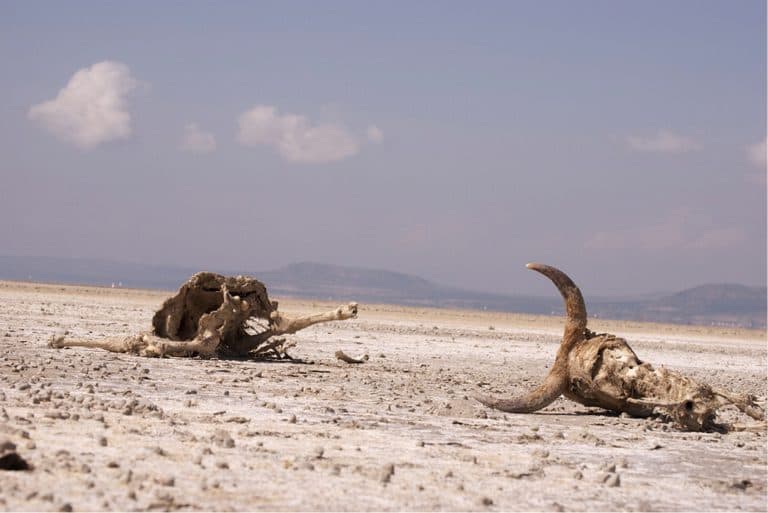 Looming water crisis in India – Lessons from Israel: "Prof. M. J. Xavier Founding Director of IIM Ranchi Professor of Marketing and Business Analytics with LIBA, Chennai"