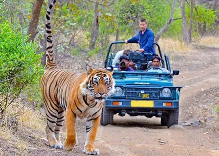 Representative Image: Corbett Tiger Reserve (CTR)