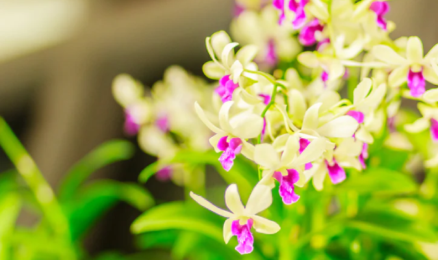 Amazon's Newest Jewel: Dendrobium Amazonia, a Unique Orchid Species Discovered in Rainforest's Depths