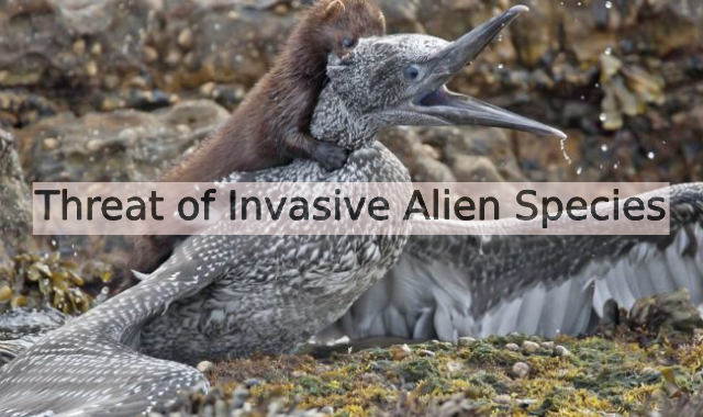 Combatting the Invasion: Addressing the Threat of Invasive Alien Species