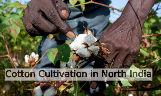 Navigating Challenges: Strategies for Sustainable Cotton Cultivation in North India