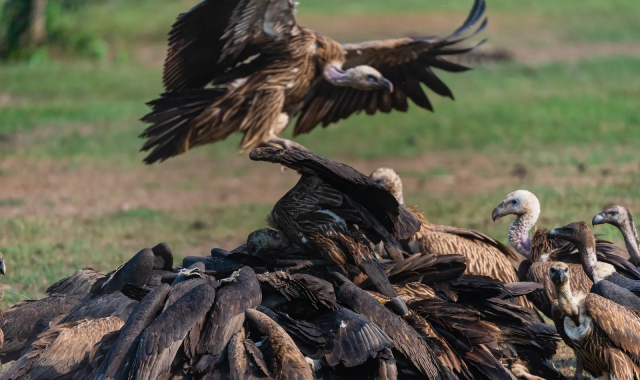 Vulture Conservation Efforts in India: Battling Toxic Threats to Protect Nature's Clean-up Crew