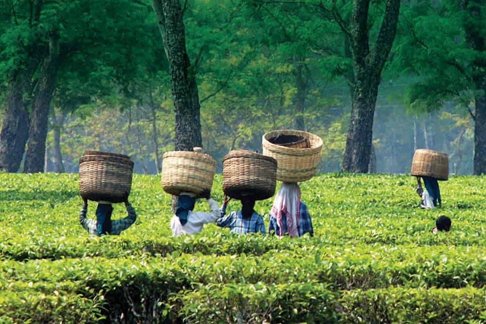 Adverse climatic conditions could reduce 50% of Assam’s tea production