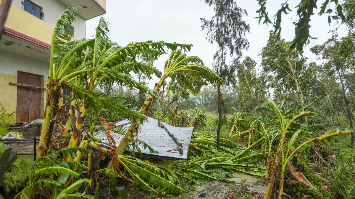 Uprooted trees after cyclone Remal