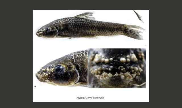 freshwater edible fish