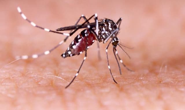 Mosquito infestation at Gujarat's campuses