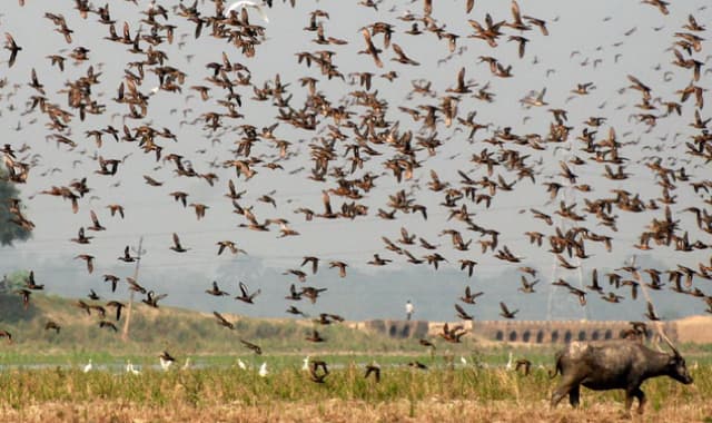 Kaziranga National Park Wetland Bird Survey - 96 Species Recorded