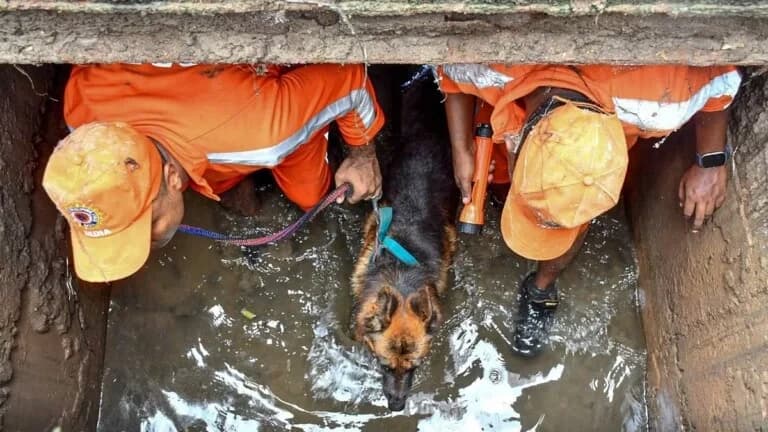 Body of boy who fell into drain recovered.