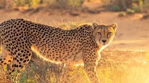 Biorhythm challenges in cheetahs from southern hemisphere leads India to consider to source them from Somalia, Tanzania