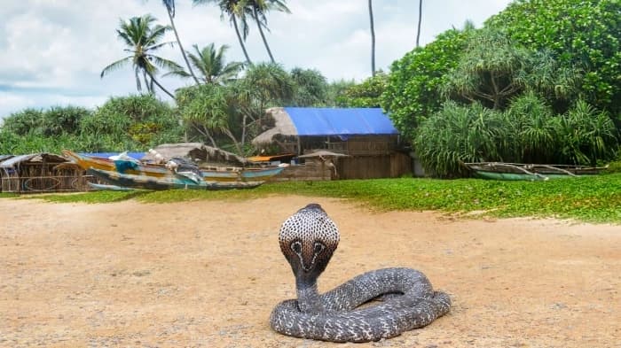 Why most wildlife attacks in Kerala are snake related