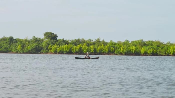  IIT Bombay Study Shows Role of Mangroves in Mitigating Tsunami, Coastal Flood Impacts