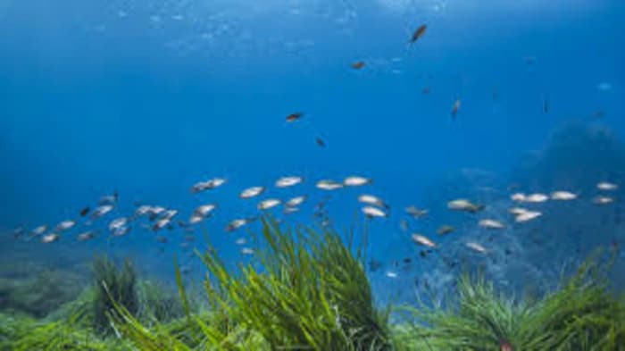 The Preservation of Seagrass Is Essential to Global Biodiversity. You know why?