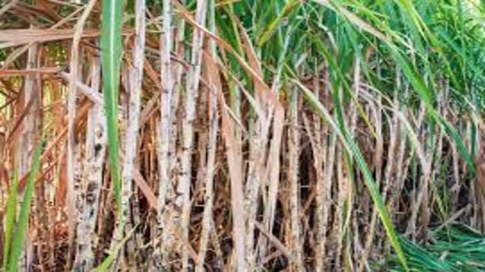 The center raises the fair and remunerative price of sugarcane