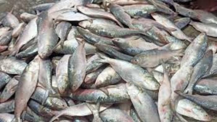 Extreme weather events may have a long-term effect on the Bay of Bengal's marine productivity, according to Nature Geoscience