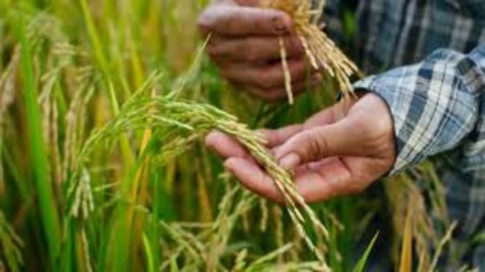 India's first genome-edited rice varieties, DRR Dhan 100 (Kamala) and Pusa DST Rice 1, developed by ICAR 