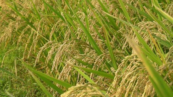 India launches genome-edited rice varieties to boost yields and combat climate change