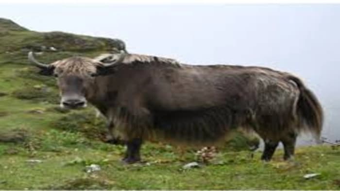 The first chromosome-level genome of the Indian yak (Bos grunniens), Indian researchers have made a major contribution to yak genomic studies