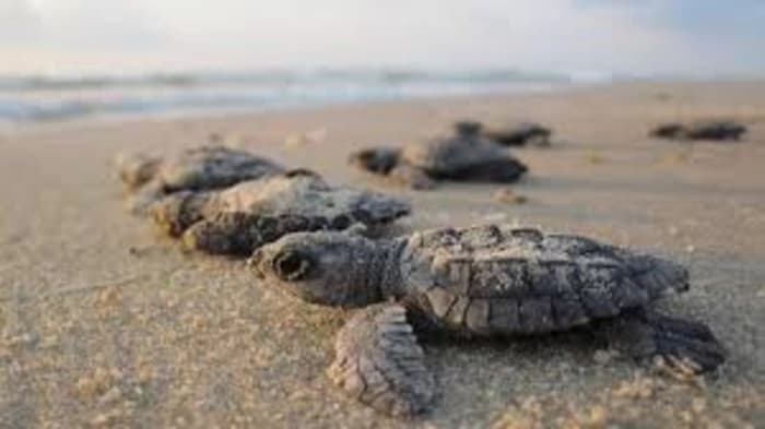 The Indian Coast Guard successfully protected a record 6.98 lakh Olive Ridley turtles of the Rushikulya river in Odisha as part of Operation Olivia