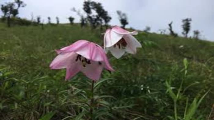 Following a two-year hiatus due to ethnic conflict, the Shirui Lily Festival returned to Manipur, marking the first notable Meitei migration through Kuki-Zo 
