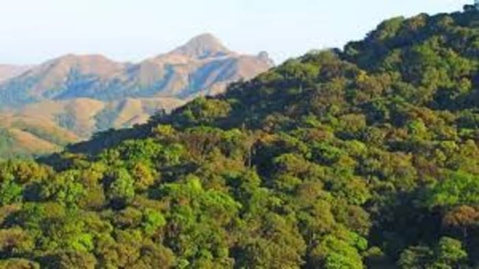 Global Forest Watch (GFW), India lost 18,200 hectares (ha) of primary forest in 2024, up from 17,700 hectares in 2023