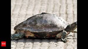 The Nagshankar Temple in Assam was officially acknowledged as a model temple for turtle conservation on World Turtle Day