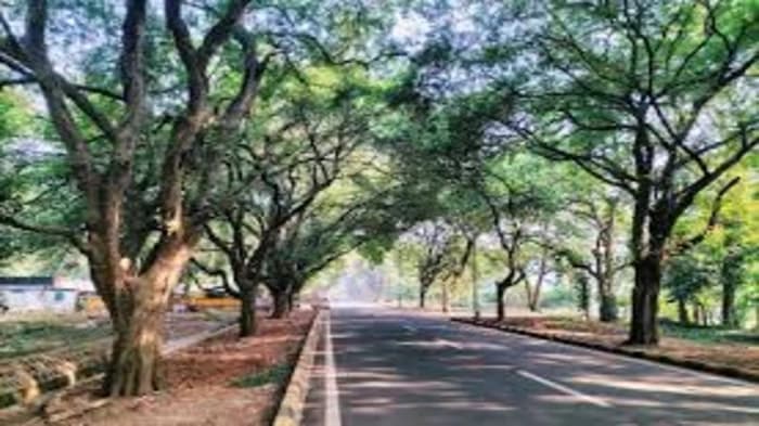 Let's take a closer look at India's requirements for sustainable urban forests! 