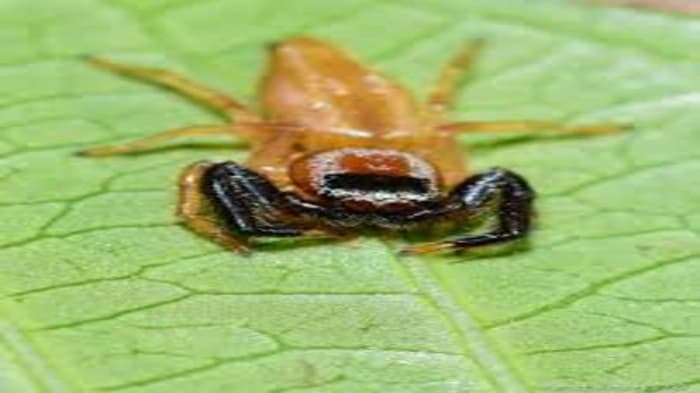 Spartaeus karigiri, a recently discovered species of jumping spider, has been discovered in Tamil Nadu and Karnataka