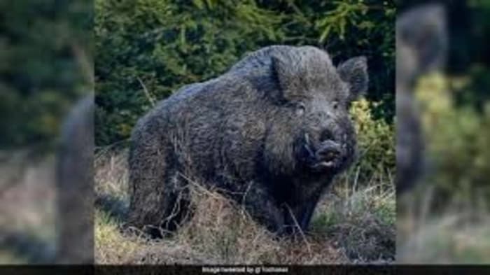 What is the reason behind Kerala's request for amendments to the Wildlife Act? 