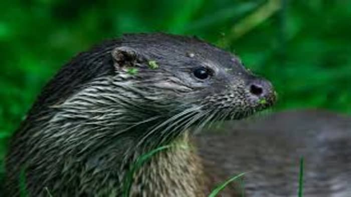 Eurasian Otters, what are they? Let's explore them further! 