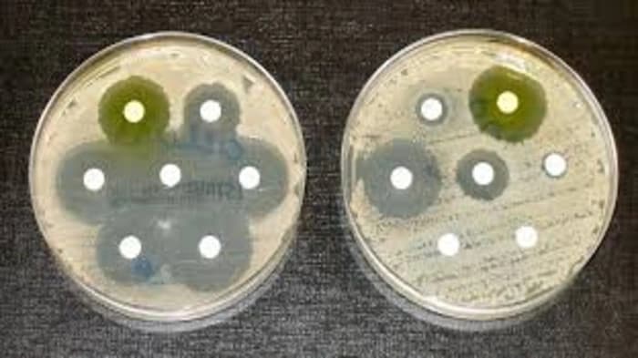 Indian scientists and ICAR institutions are improving animal feed made from insects combat antimicrobial resistance (AMR)