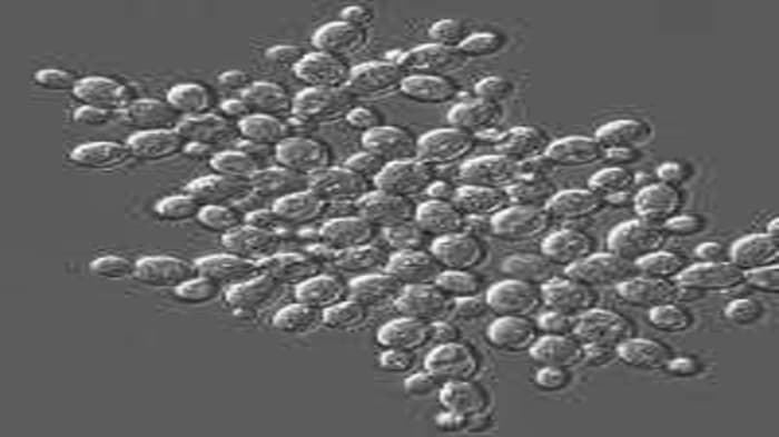 Yeast Demonstrates Physics Can Lead to Multicellular Life without Mutations 