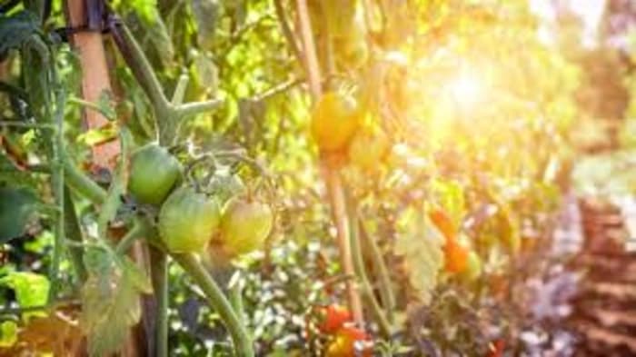 Researchers at the Bose Institute in Kolkata, who have developed an improved CRISPR tool to help plants fend off bacterial infections and heat stress