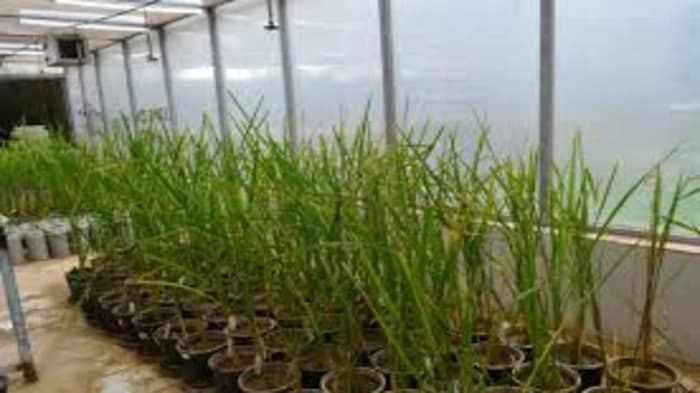CRISPR-Cas9 gene-editing has been used by researchers at the National Institute of Plant Genome Research (NIPGR) to enhance phosphate absorption in japonica rice