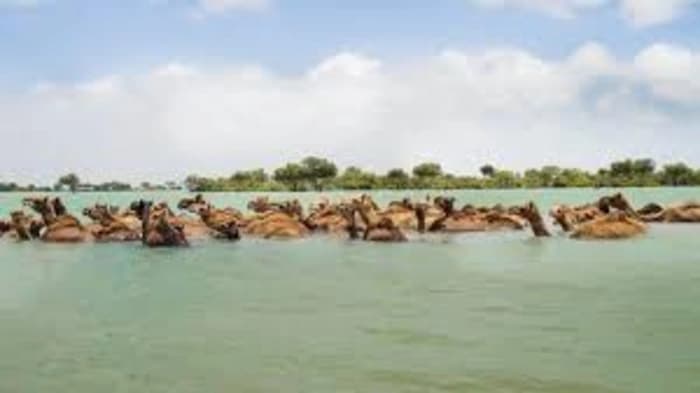 While feeding on mangroves, a herd of thirty-three rare Kharai camels from Gujarat's Singach village became stuck in the Arabian Sea tide close to Jamnagar