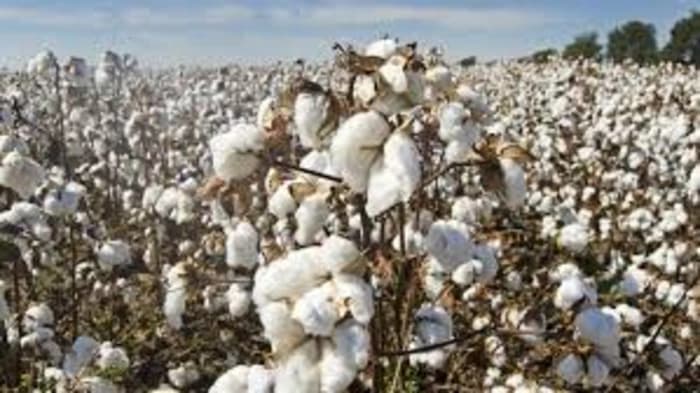 A specialised team within India's biotech authority has given HTBt cotton a favourable biosafety evaluation