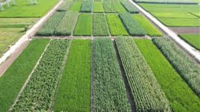 CIMMYT Requests India’s Assistance to Maintain Worldwide Agricultural Innovation 
