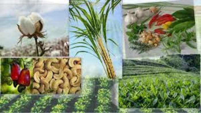 Green Revolution: Its Impact and India's Strategic Position in Agricultural Research and Development 