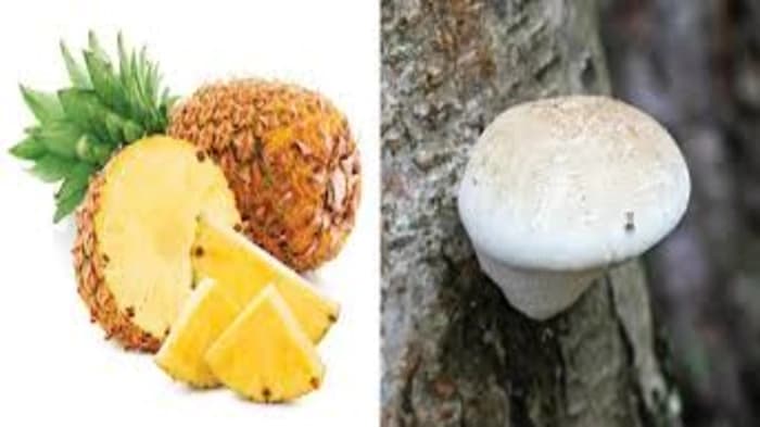 A Pineapple Battling Fungus 