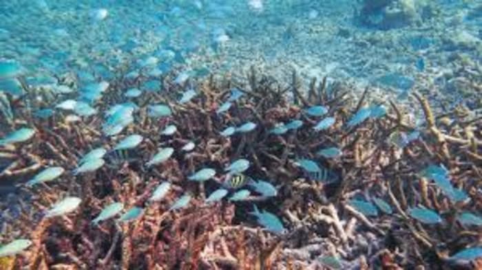 Research indicated that coral populations in the Lakshadweep archipelago have decreased to 50% of their levels in 1998