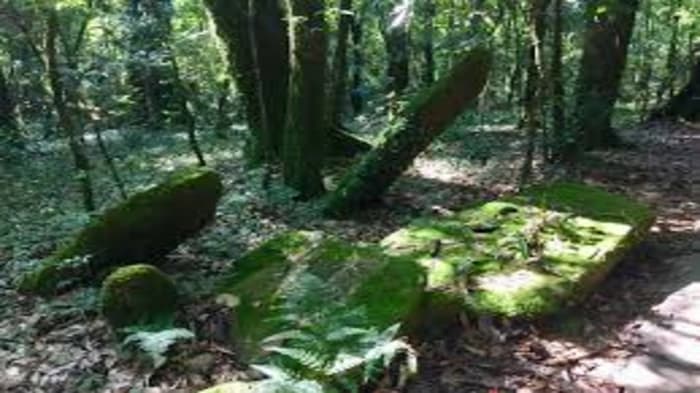 A Grove Renewed – The Tale of Sirawas 