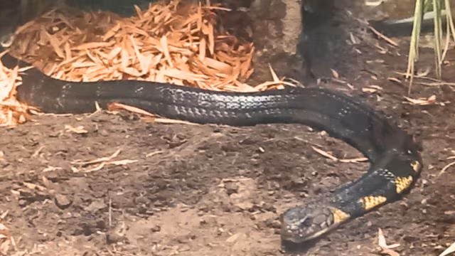 cobra