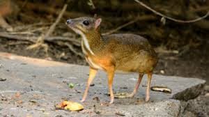 Mouse Deer, a fresh species to discover! 