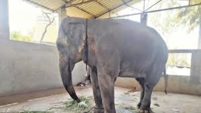 Vanatara Zoo: transfer of elephant Madhuri (Mahadevi) from Kolhapur to Jamnagar