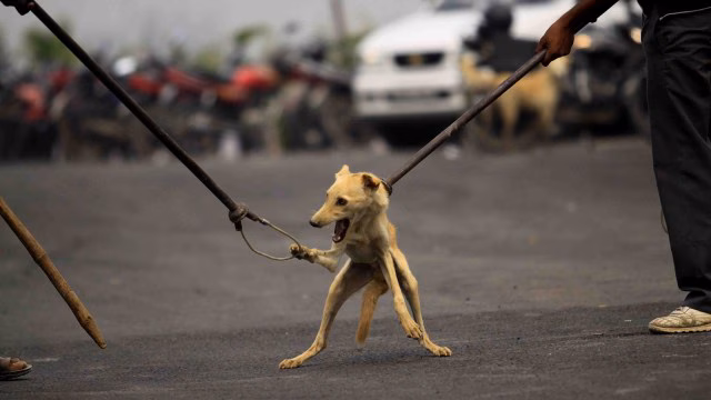 stray dogs