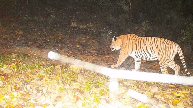 Tiger 