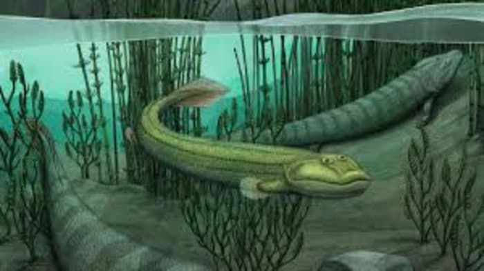 Five Years of Aquatic Transformation