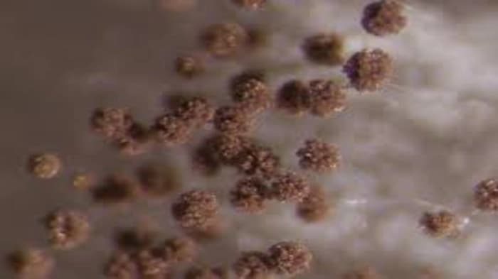 Two Novel Species of Aspergillus section Nigri from the Western Ghats