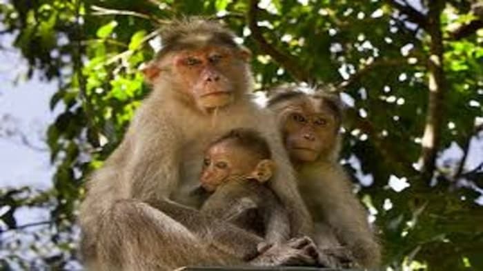 Bonnet macaques