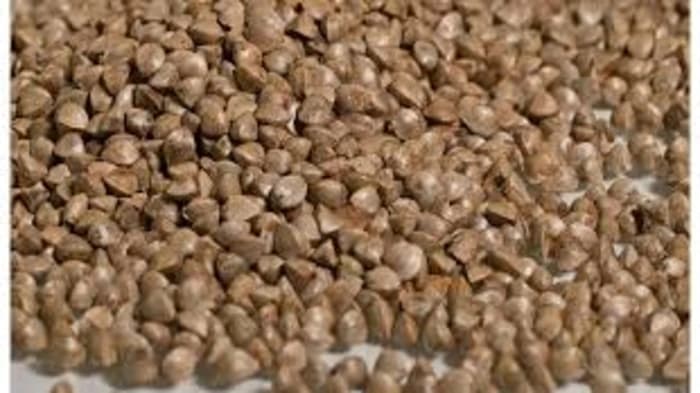 Delhi Buckwheat Flour Food Poisoning During Navratri — Hundreds Fall Ill