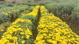 Sher-e-Kashmir University of Agricultural Sciences and Technology